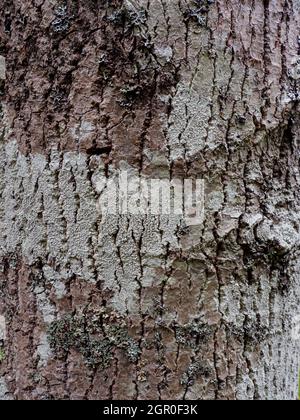 Populus x canescens, Grauer Pappelbaum, Nahaufnahme der Rinde. Stockfoto