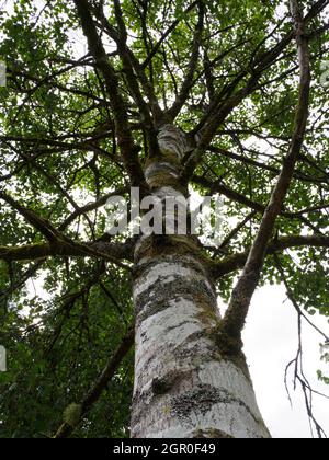 Populus x canescens, grauer Pappelbaum. Stockfoto