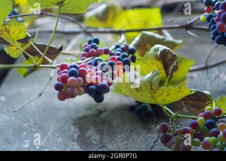 Nahaufnahme von reifen lila-grünen hausgemachten Trauben an einer Betonwand im Herbst Stockfoto