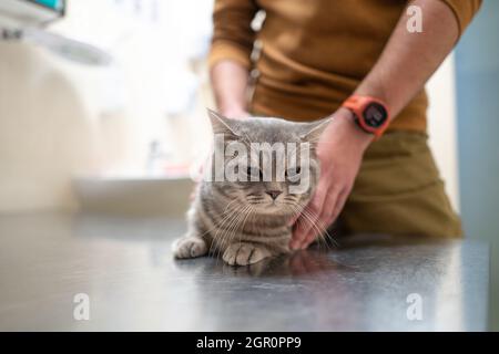 Besitzer einer Katze in einer Maske auf seinem Gesicht streichelt und beruhigt ihn, bevor er auf dem Tisch eines Tierarztes in einer Tierklinik untersucht wird. Ein Mann umarmt Stockfoto