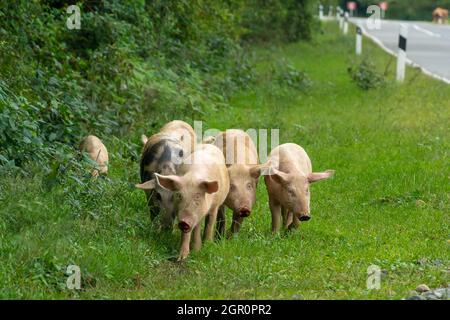 Eine Gruppe von Ferkeln wandern auf dem Gras in der Nähe der Straße auf dem Land. Stockfoto