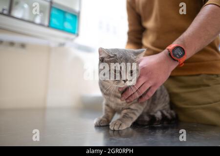 Besitzer einer Katze in einer Maske auf seinem Gesicht streichelt und beruhigt ihn, bevor er auf dem Tisch eines Tierarztes in einer Tierklinik untersucht wird. Ein Mann umarmt Stockfoto