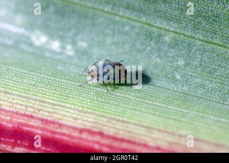 Blattläuse (geflügelte und flügelfreie) werden im Herbst auf Wintergetreide gesalbt. Wichtige Schädlinge und Krankheitsvektoren (BYDV) - verursacht durch Viren . Stockfoto