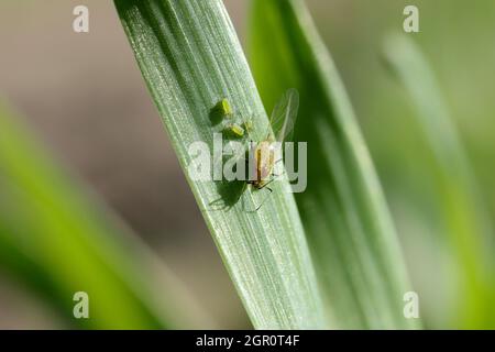 Blattläuse (geflügelte und flügelfreie) werden im Herbst auf Wintergetreide gesalbt. Wichtige Schädlinge und Krankheitsvektoren (BYDV) - verursacht durch Viren . Stockfoto