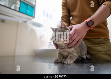 Besitzer einer Katze in einer Maske auf seinem Gesicht streichelt und beruhigt ihn, bevor er auf dem Tisch eines Tierarztes in einer Tierklinik untersucht wird. Ein Mann umarmt Stockfoto