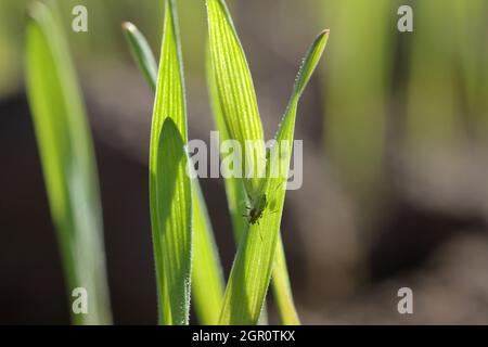 Blattläuse (geflügelte und flügelfreie) werden im Herbst auf Wintergetreide gesalbt. Wichtige Schädlinge und Krankheitsvektoren (BYDV) - verursacht durch Viren . Stockfoto