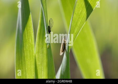 Blattläuse (geflügelte und flügelfreie) Kolonie und Blatttrichter - Psammotettix alienus auf Wintergetreide im Herbst. Sind wichtige Krankheitsvektoren (BYDV und WDV). Stockfoto