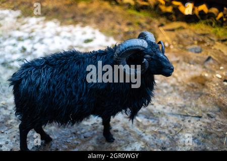 Schwarze Schafe. Ouessant RAM auf dem Bauernhof. Stockfoto