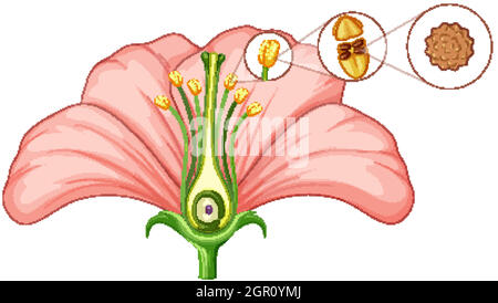 Diagramm mit Teilen der Blume Stock Vektor