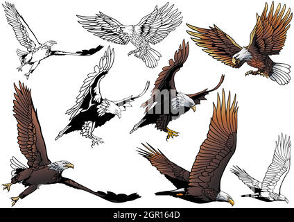 Set mit fliegendem Weißkopfadler Stock Vektor