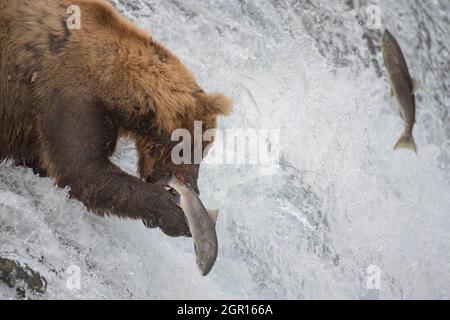 Ein erwachsener Braunbär, bekannt als 775, fängt einen Sokkeye-Lachs an den Brooks Falls im Katmai National Park und bewahrt diesen am 29. September 2021 in der Nähe von King Salmon, Alaska, auf. Der Park veranstaltet jährlich den Fat Bear Contest, um zu entscheiden, welcher Bär während der Sommerfütterung am meisten an Gewicht gewonnen hat. Stockfoto