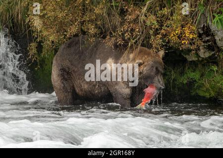 Ein erwachsener Braunbär, bekannt als Otis 480, fängt einen Sokkeye Lachs an den Brooks Falls im Katmai National Park und bewahrt diesen am 16. September 2021 in der Nähe von King Salmon, Alaska, auf. Der Park veranstaltet jährlich den Fat Bear Contest, um zu entscheiden, welcher Bär während der Sommerfütterung am meisten an Gewicht gewonnen hat. Stockfoto