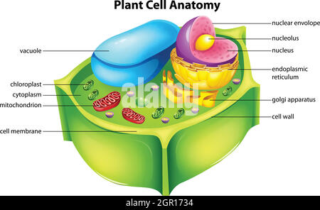 Anatomie der Pflanzenzellen Stock Vektor