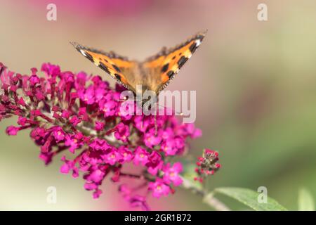 Ein kleiner Schildpatt-Schmetterling auf einer Buddleia-Blume. Stockfoto