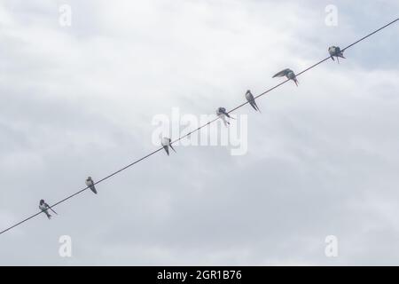 Schwalben (hirundo rustico) an einem Überkopfdraht. Von unten gesehen. Stockfoto