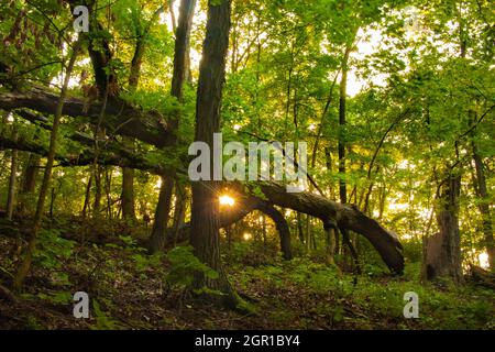 Sonne scheint durch den Sommerwald unter Einem gefallenen Baum bei Sonnenuntergang Stockfoto