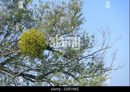 Mistel (Viscum Album) wächst in einem alten Weidenbaum, eine immergrüne parasitäre Pflanze, sagte zu mythischen Auswirkungen haben, blauer Himmel, Kopieraum, ausgewählt fo Stockfoto