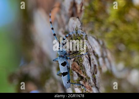 Seitenansicht eines Alpine Longhorn Käfer (Rosalia alpina) auf dem Stamm eines Ahornbaums. Stockfoto