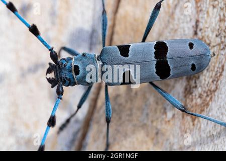 Makroansicht auf einem alpinen Longhorn-Käfer (Rosalia alpina). Stockfoto