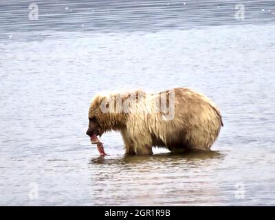 Ein einjähriges Braunbär, bekannt als Bear 482, ernährt sich zu Beginn der Fütterungssaison im Katmai National Park am unteren Brooks River und bewahrt den Lachs am 30. Juni 2020 in der Nähe von King Salmon, Alaska. Stockfoto