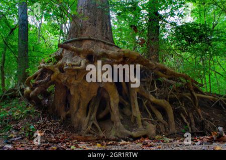 Unterhalb Ansicht einer Sycamore, die aus dem Rand Eines Bachbettes schief geht Stockfoto