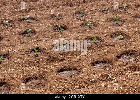 Neu gepflanztes Gemüse in einem Garten oder Zuteilung mit Wasserbecken um die Stängel der Setzlinge. Frisch gepflanzte Gemüsepflanzen im Gartenboden. Stockfoto