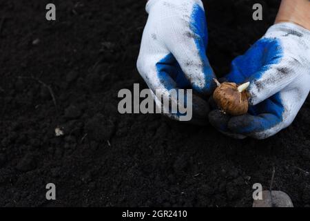 Hände in Handschuhen halten Blumenzwiebel auf dem schwarzen Boden Hintergrund. Stockfoto