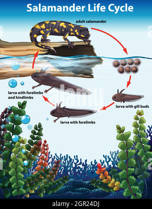 Salamander Life Cycle Konzept Stock Vektor