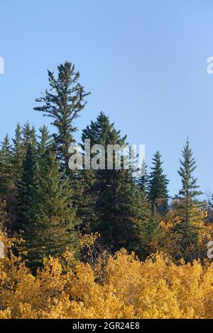 Edworthy Park, Calgary, einer der östlichsten Stände des Douglas-Fir-Waldes in Kanada mit weißer Fichte und zitternden Aspen im Herbstlaub Stockfoto