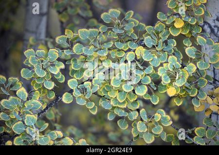 Die Blätter auf einem zitternden Aspen-Baum wechseln im Herbst aufgrund einer Abnahme der Photosynthese von grüner Farbe zu gelber Farbe. Populus tremuloides. Stockfoto