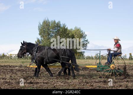 Landwirt, der ein Team von zwei Percheron-Zugpferden fährt, die nach der Ernte mit einem Vintage-Züchter, dem ländlichen Kanada, auf traditionelle Weise Ackerland bebauen Stockfoto