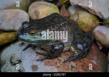 Big American Bullfrog sitzt auf Einem Felsen Stockfoto