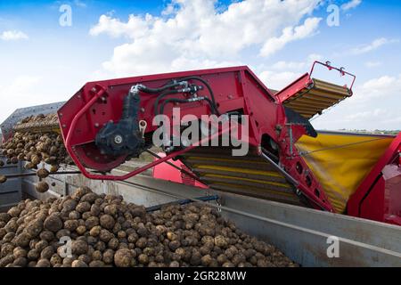 Frisch geerntete Kartoffeln auf dem Förderband. Landmaschinen beim Erdäpfeln an einem sonnigen Tag. Stockfoto