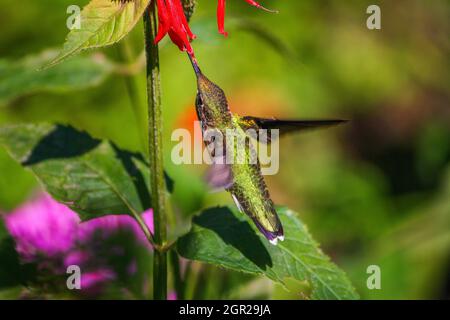 Kolibri Füttert Mit Verschwommenen Flügeln Im Garten Stockfoto