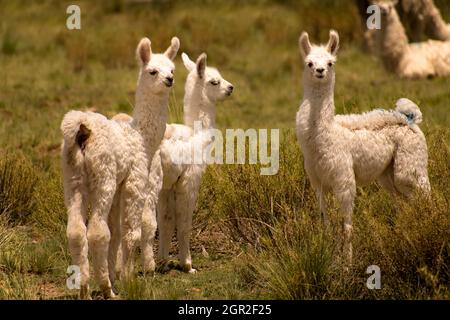 Drei weiße Baby-Lamas (lama-glama), die in einem grünen Feld in Jujuy, Argentinien, auf die Kamera schauen Stockfoto