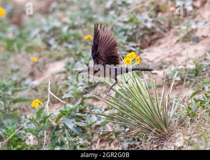 Nahaufnahme eines weiblichen Schwanzgrackels, der plötzlich mit offenen Flügeln in einem halbtrocken, natürlichen Lebensraum abbricht. Stockfoto