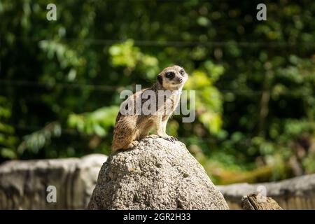 Shallow-Focus-Aufnahme eines Erdmännchen auf einem Felsen Stockfoto