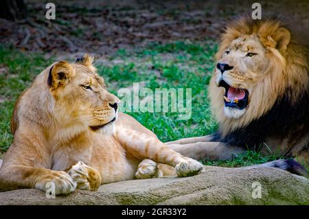 Eine afrikanische Löwin (Panthera Leo) liegt am 8. September 2015 im Memphis Zoo in Memphis, Tennessee, neben einem afrikanischen Löwen. Stockfoto