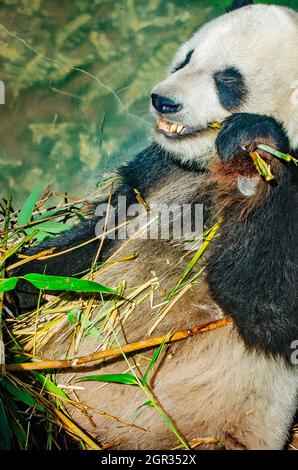 Ein riesiger Panda (Ailuropoda lalage) munches auf Bambus, 8. September 2015, an der Memphis Zoo in Memphis, Tennessee. Stockfoto