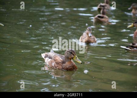 Enten schwimmen im Teich des Stadtparks Stockfoto