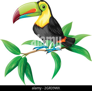 Ein Vektor von Toucan auf weißem Hintergrund Stock Vektor