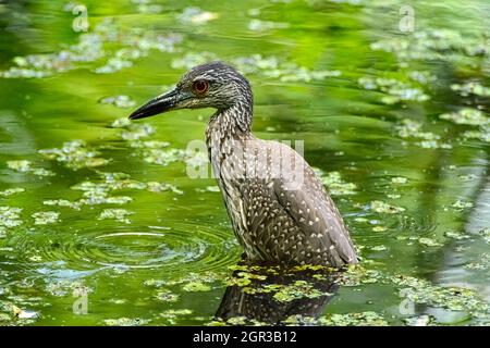 Juvenile, gelb gekrönte Nachtreiher watend in den Gewässern des Corkscrew Swamp Stockfoto