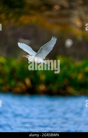 Jungrinder-Reiher im Flug über die Feuchtgebiete Stockfoto