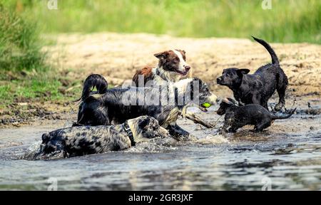 Mehrere ausgelassene Hunde spielen mit einem Ball am Flussufer Stockfoto