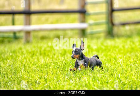 Ein Miniatur-Dachshund, der auf einer Ranch in Montana durch das Feld läuft Stockfoto