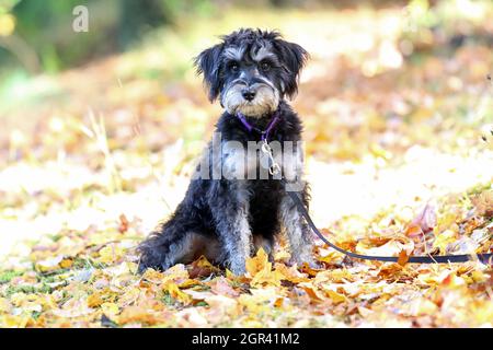 Miniatur-Schnauzer im Freien im Herbstwald Stockfoto