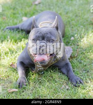 1-jähriger blauer Rüde französischer Bulldog-Welpe, der keuchend und aus der Zunge ragt. Hundepark an der Leine in Nordkalifornien. Stockfoto