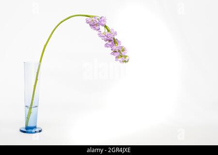 Stamm aus violetten Gladiolen nach unten gedrehten, in einer blauen Glasvase mit Wasser auf weißem Hintergrund, violette Gladiolusblüten, Kopierraum, horizontal Stockfoto