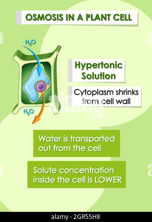 Diagramm mit Details zur Pflanzzelle Stock Vektor