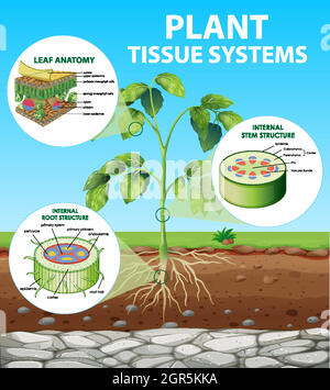 Diagramm mit Tissue-Systemen der Anlage Stock Vektor
